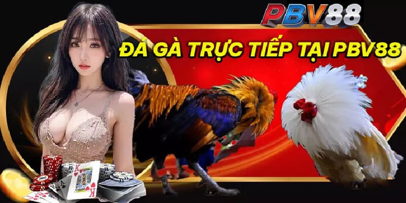 Trải nghiệm các trận đá gà đỉnh cao với nhiều loại hình 